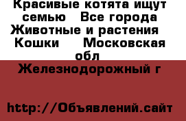 Красивые котята ищут семью - Все города Животные и растения » Кошки   . Московская обл.,Железнодорожный г.